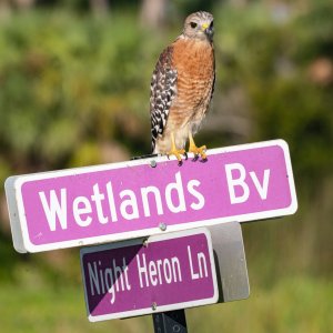 Wetlands Sept 23 - 2500px-27.jpg