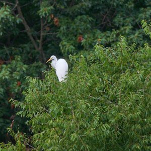 web-great-egret-011.jpg