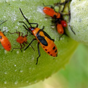 milkweedbugs2k.jpg