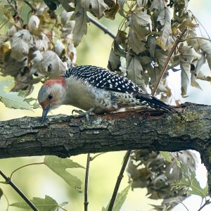 web-red-bellied-woodpecker-002.jpg