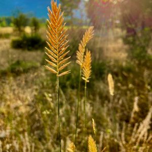 wheatgrass.jpg