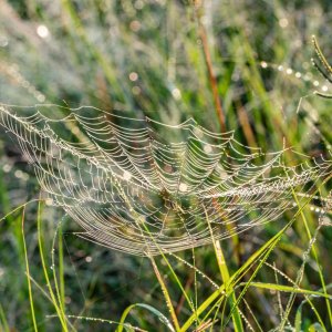 Wetlands Sept 23 - 2500px-3.jpg