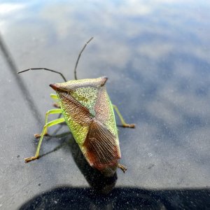 IMG_8365.jpeg