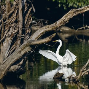 web-great-egret-012 1.jpg