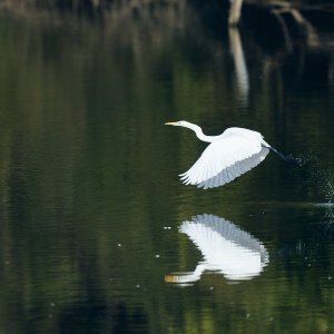 web-great-egret-009 1.jpg
