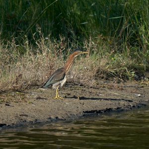 web-green-heron-002-23-09-18-3-58 PM.jpg