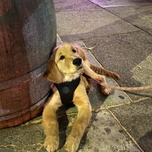 dog.jpg