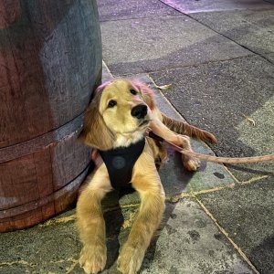 dog CORRECTED.jpg