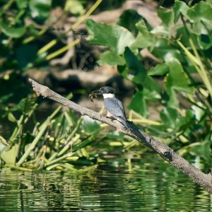 web-belted-kingfisher-004-23-09-19-11-11 AM.jpg