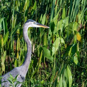 Wetlands Sept 23 - 2500px-23.jpg