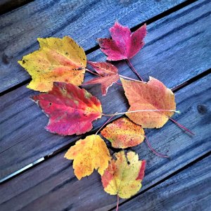IMG_2011b.jpg