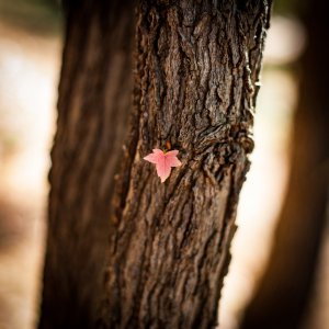_MG_6484.jpg