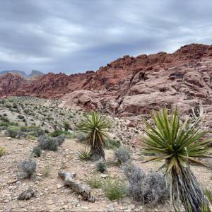 Red Rock 2.png