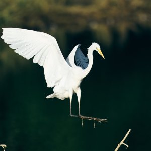 web-great-egret-008-23-09-24-10-05.jpg