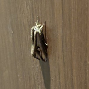 IMG_5168.jpeg