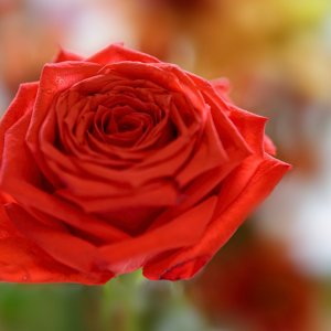 Rose.jpeg
