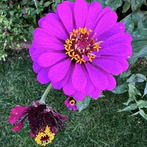 IMG_1252.jpeg