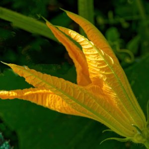 Pumpkin Flower.jpeg
