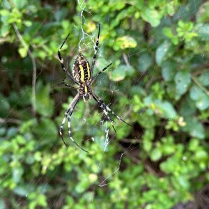 IMG_5196.jpeg