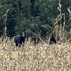 IMG_0854.jpeg