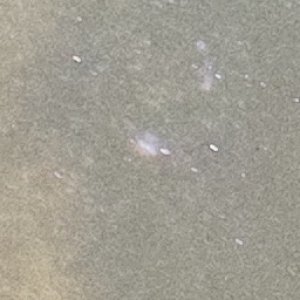 IMG_5441 crop.jpg