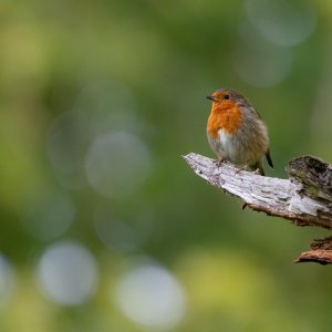 _DSC5178-2.jpg