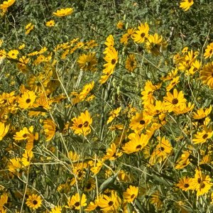 IMG_0007.jpeg