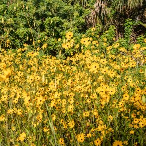 Flowers 2023 - 2500px-1.jpg