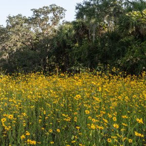 Flowers 2023 - 2500px-10.jpg