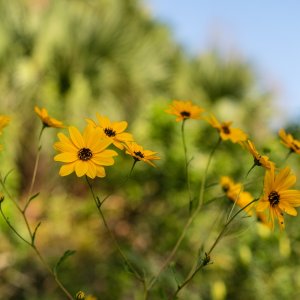 Flowers 2023 - 2500px-13.jpg