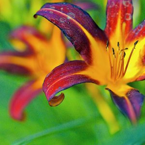 0707_AP_JULY_LILIES_057.jpeg