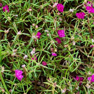 IMG_2953.jpeg