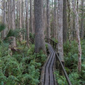 Highlands Hammock 2-17 - 2000px-13.jpg