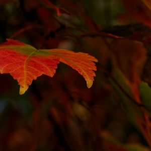 Red Leaf Standing Out From the Crowd.jpeg