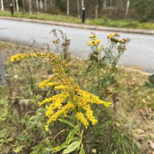 Flowers.jpeg