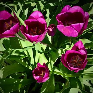 tulip2 - 1.jpeg