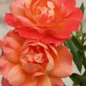 orangerose - 1.jpeg