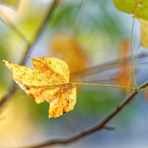 Yellow Leaf Bathed in Complementary Colors.jpg