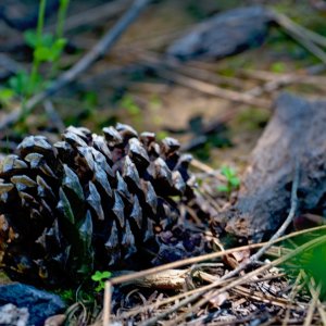 pinecone - 1.jpeg