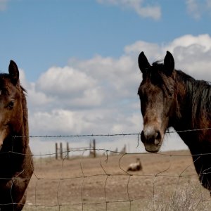 horse1 - 1.jpeg