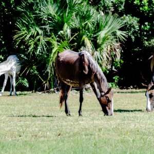 Cumberland Island Horses 2500px-1.jpg