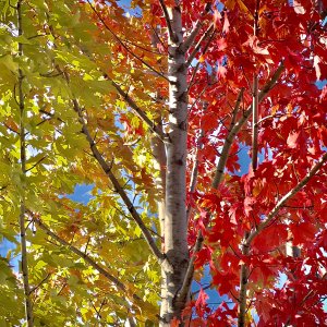 IMG_4568.jpeg
