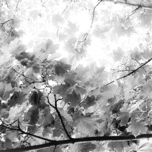 bwleaves - 1.jpeg