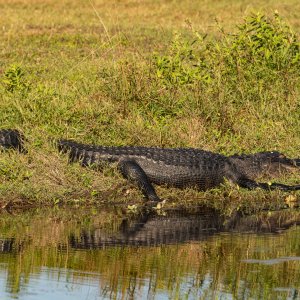 Wetlands Nov 2023 - 2500px-21.jpg
