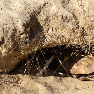 Bok Tower 2024 outing - 2500px-5.jpg