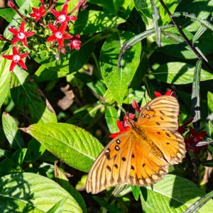 Bok Tower 2024 outing - 2500px-3.jpg