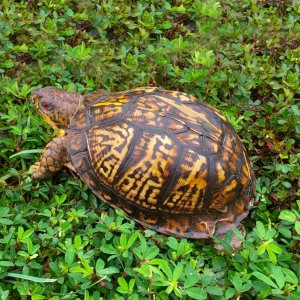 Seeing Red 9-10-2015b.jpg