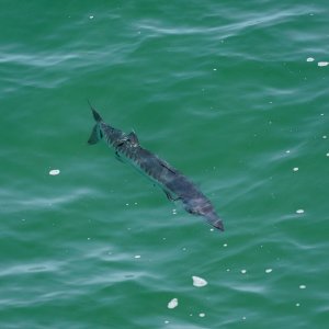 Sebastian Inlet - 2500px-9.JPG