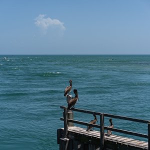 Sebastian Inlet - 2500px-17.JPG