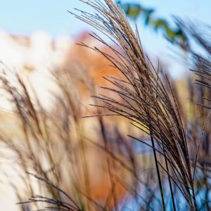 Autumn Grasses Catching the Color.jpeg